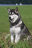 ALASKAN MALAMUTE 731